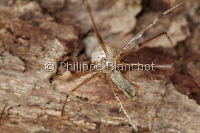 Pholcidae_1191.JPG - France, Araneae, Pholcidae, Pholque phalangide (Pholcus phalangioides), femelle tenant son cocon, Daddy longlegs